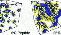 Self-Assembly of Peptide Scaffolds in Biosilica Formation:  Computer Simulations of a Coarse-Grained Model