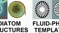 Diatom Structures Templated by Phase-Separated Fluids